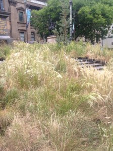 A great swathe of indigenous grasses that would once have grown naturally across much of Melbourne before 1835.
