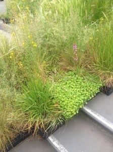 It's not all about the poaceae; these bulbine lilies and trigger plants contribute to the tapestry.
