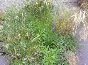 Brunonia and anthropodium twinkling from amidst the grasses.