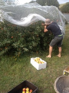 Adam picks with the help of Elaine, every single apple from the tree. 