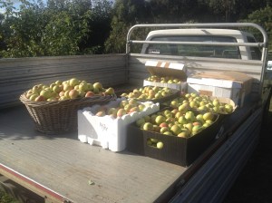 The back of the old ute with our crop of Cox's ready to head to Margaret and Peter's.