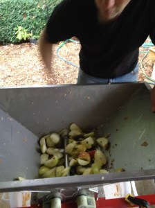 The scratting of the apples.