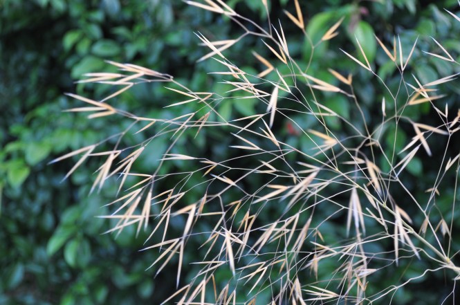 Stipa gigantea, Clear Springs