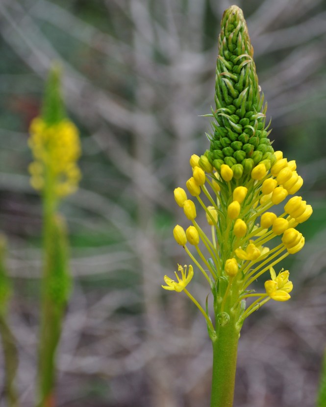 Bulbine Lily