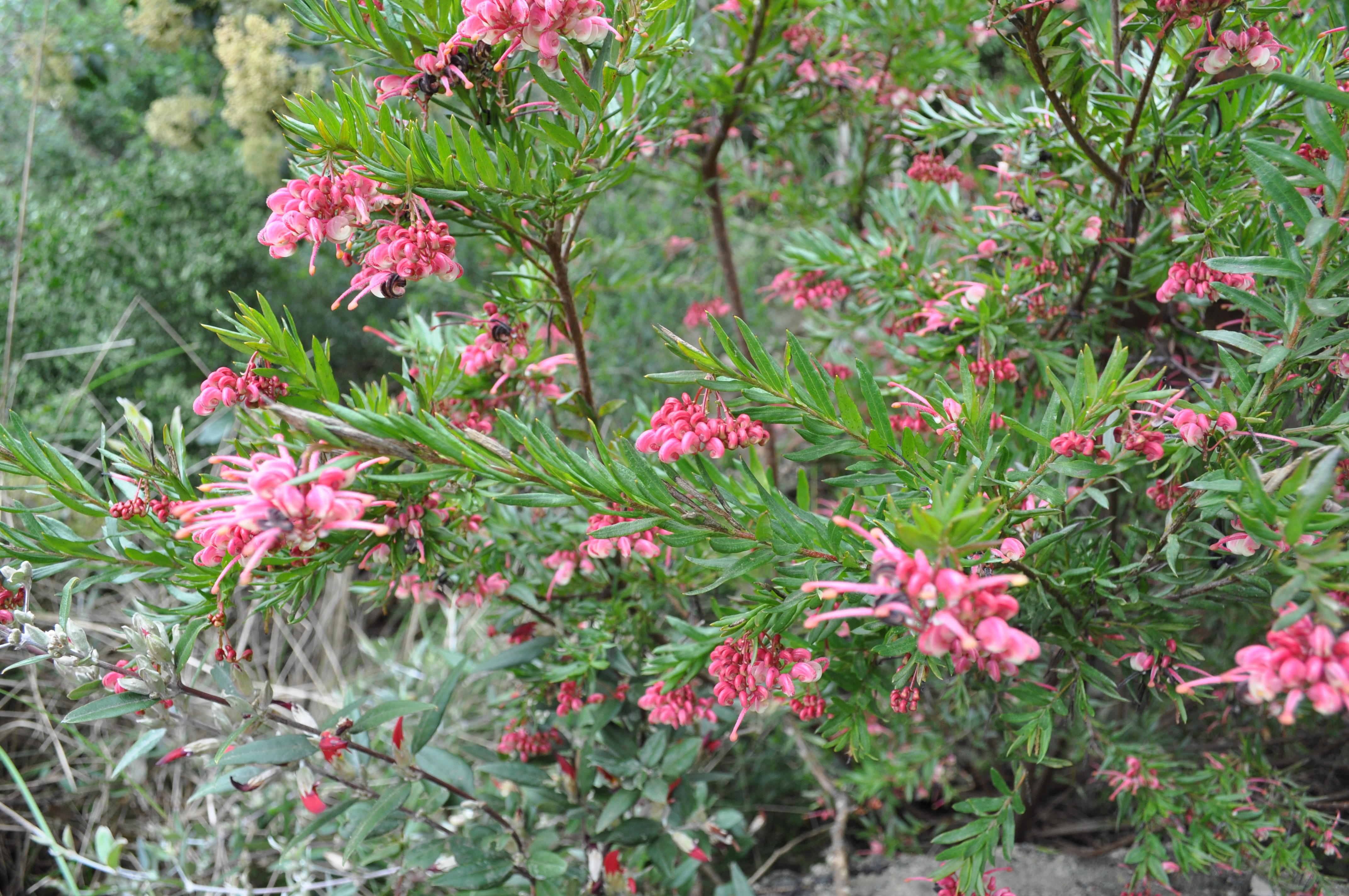 Broad leaf Grevillea rosmarinifolia, Clear Springs