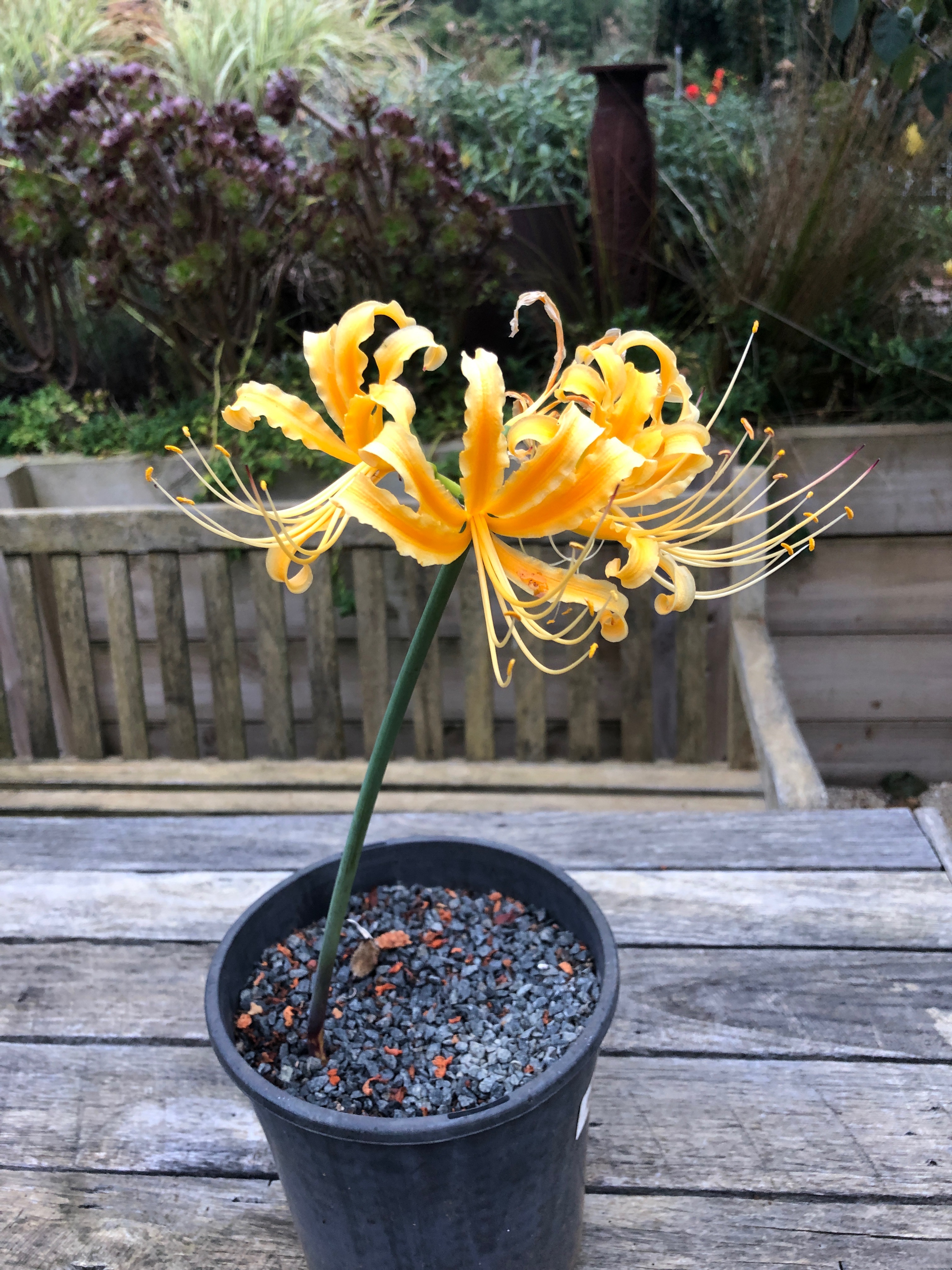 Lycoris aurea