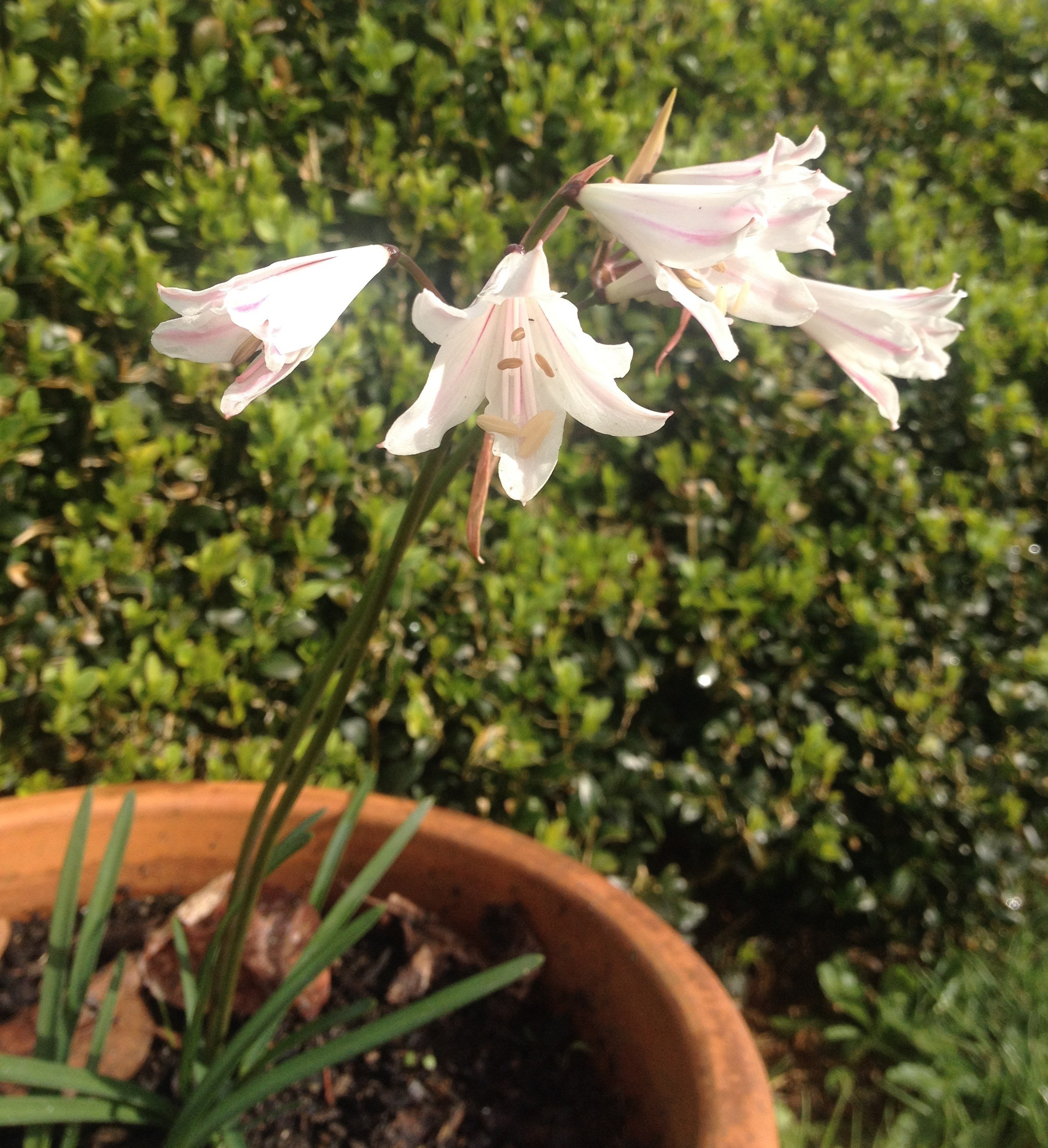 Nerine pudica