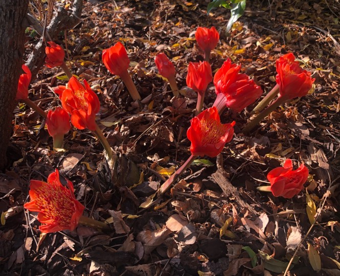 Nerines and Haemanthus