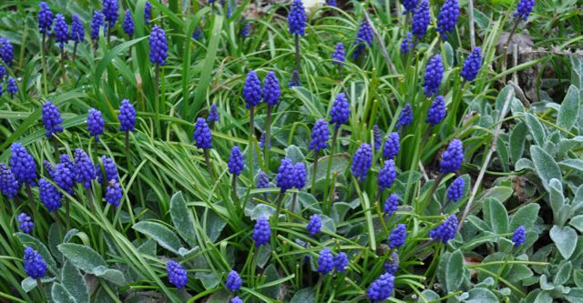 Grape hyacinths and lambs ears, Clear Springs
